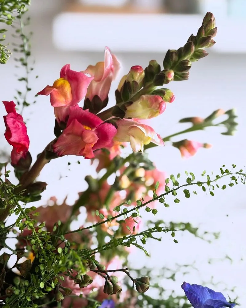 Snapdragon Splendor