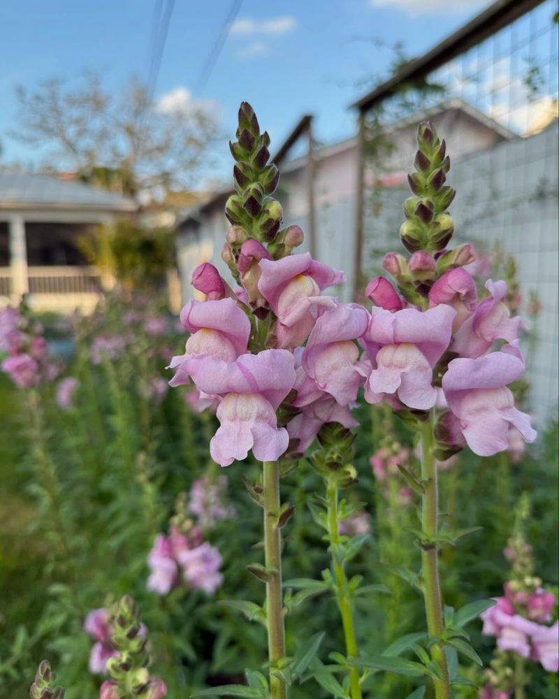 Snapdragons
