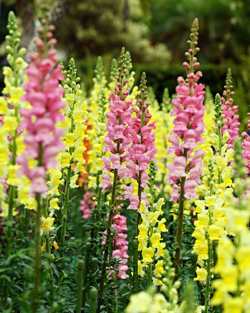 Snapdragons