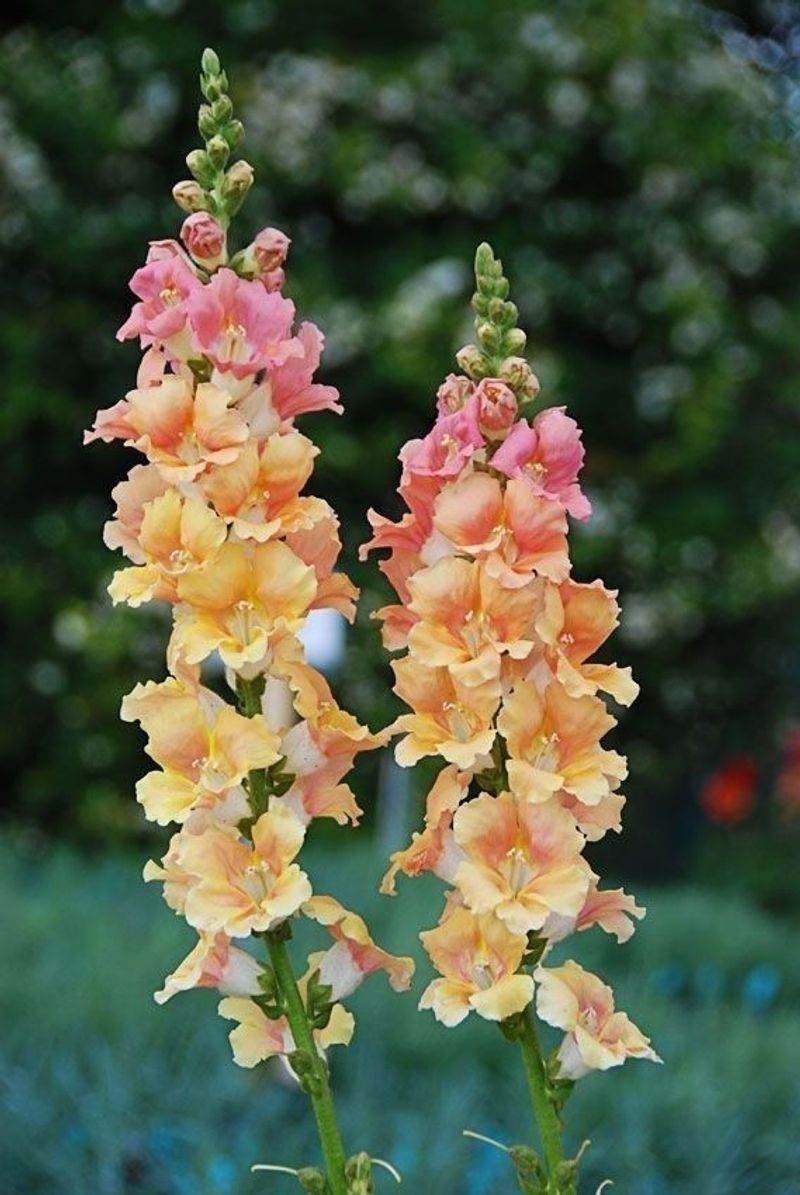 Snapdragons