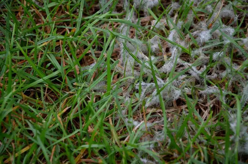 Snow Mold