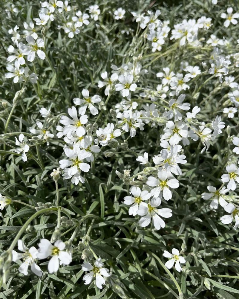 Snow-in-Summer