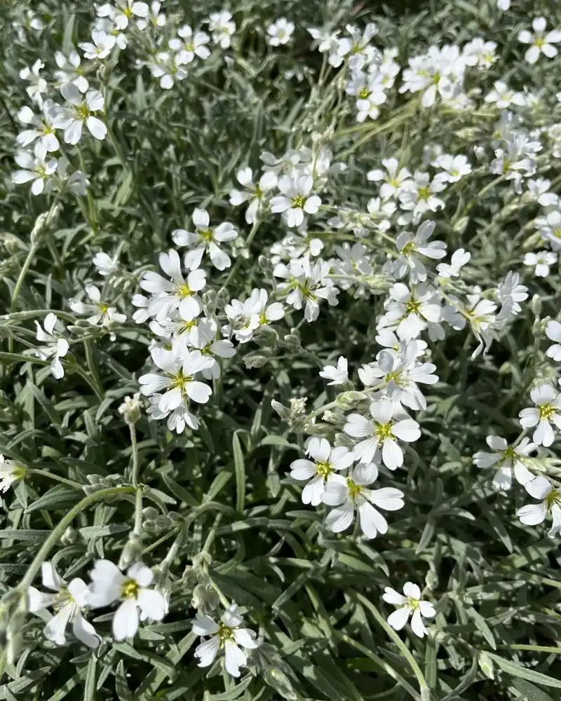 Snow-in-Summer