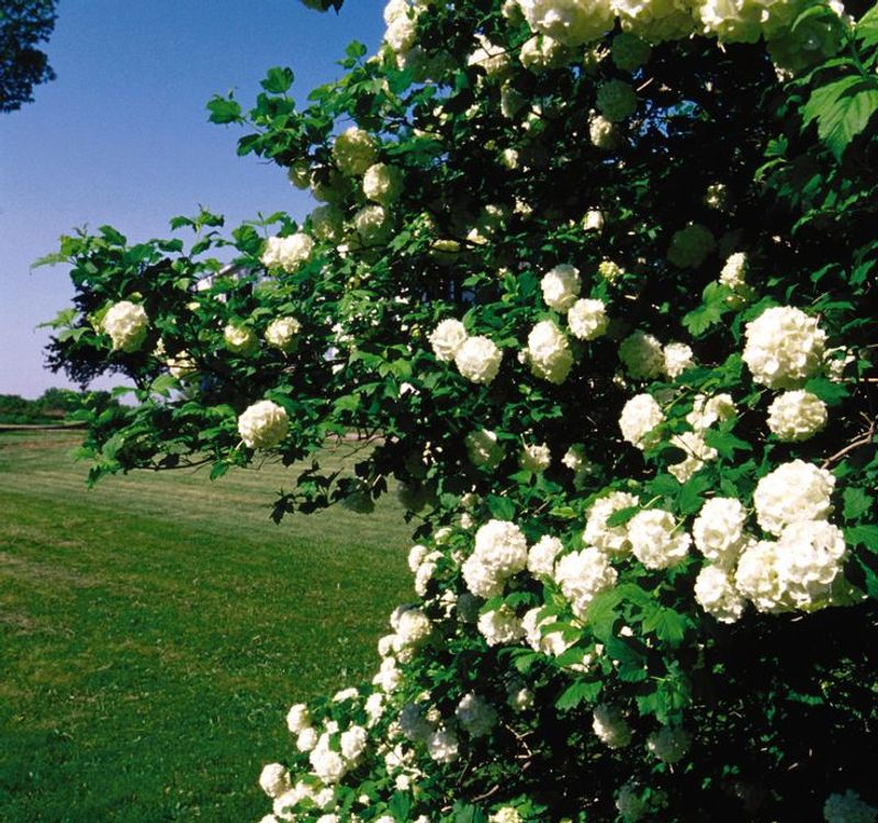 Snowball Viburnum
