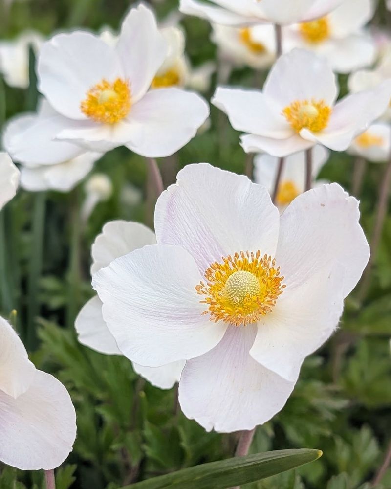 Snowdrop Anemone