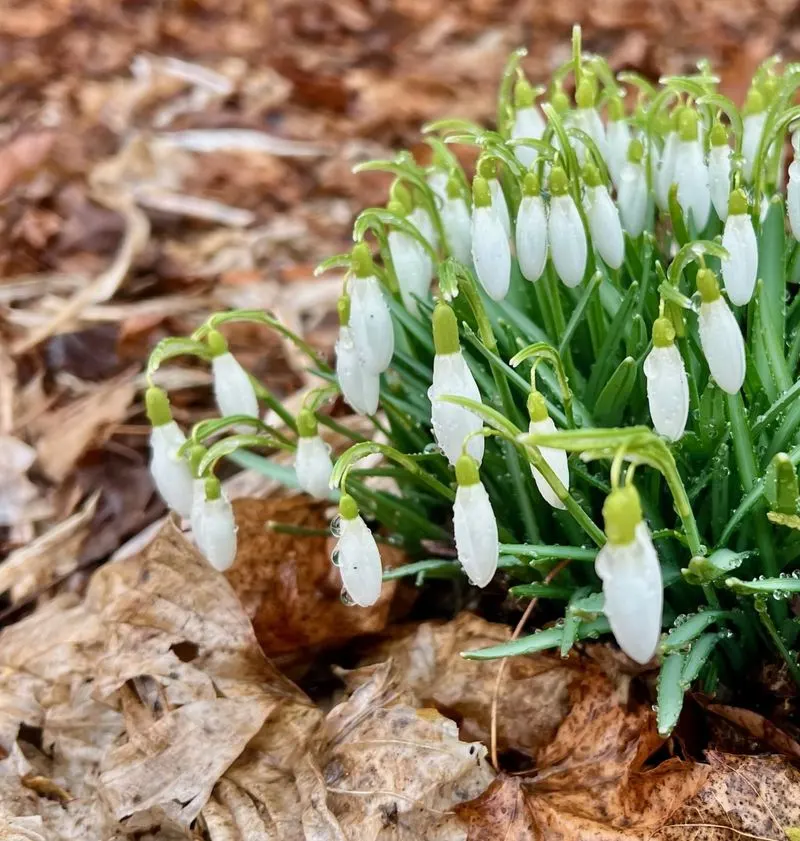 Snowdrop