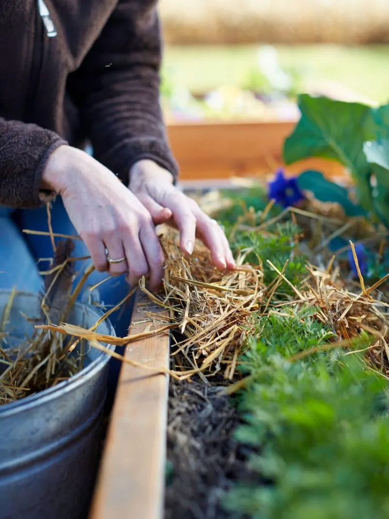 Mulching Techniques