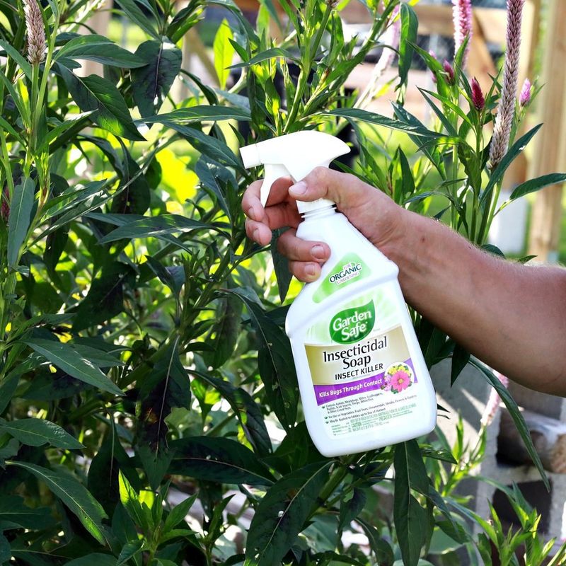 Soap Bug Spray