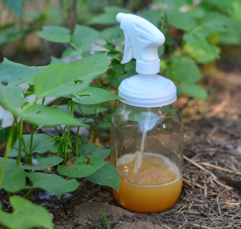 Soap for Aphid Control