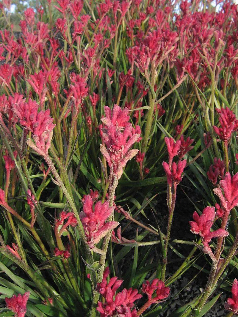 Kangaroo Paw