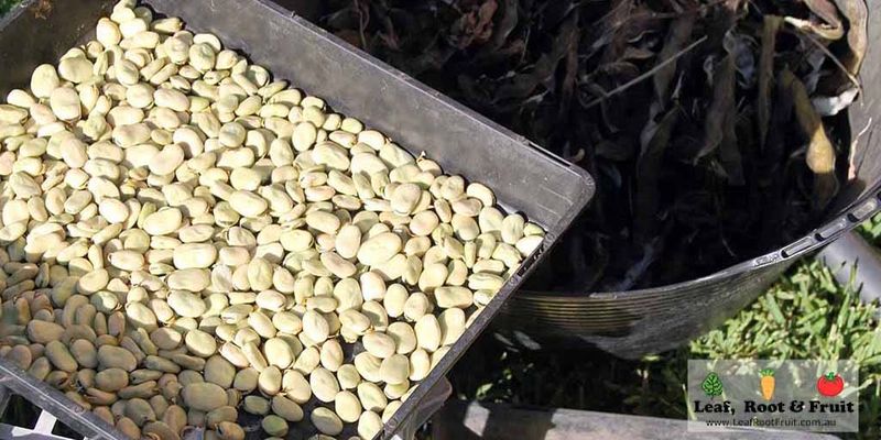 Seed Saving