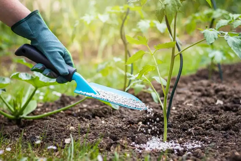 Fertilizer Timing Mastery