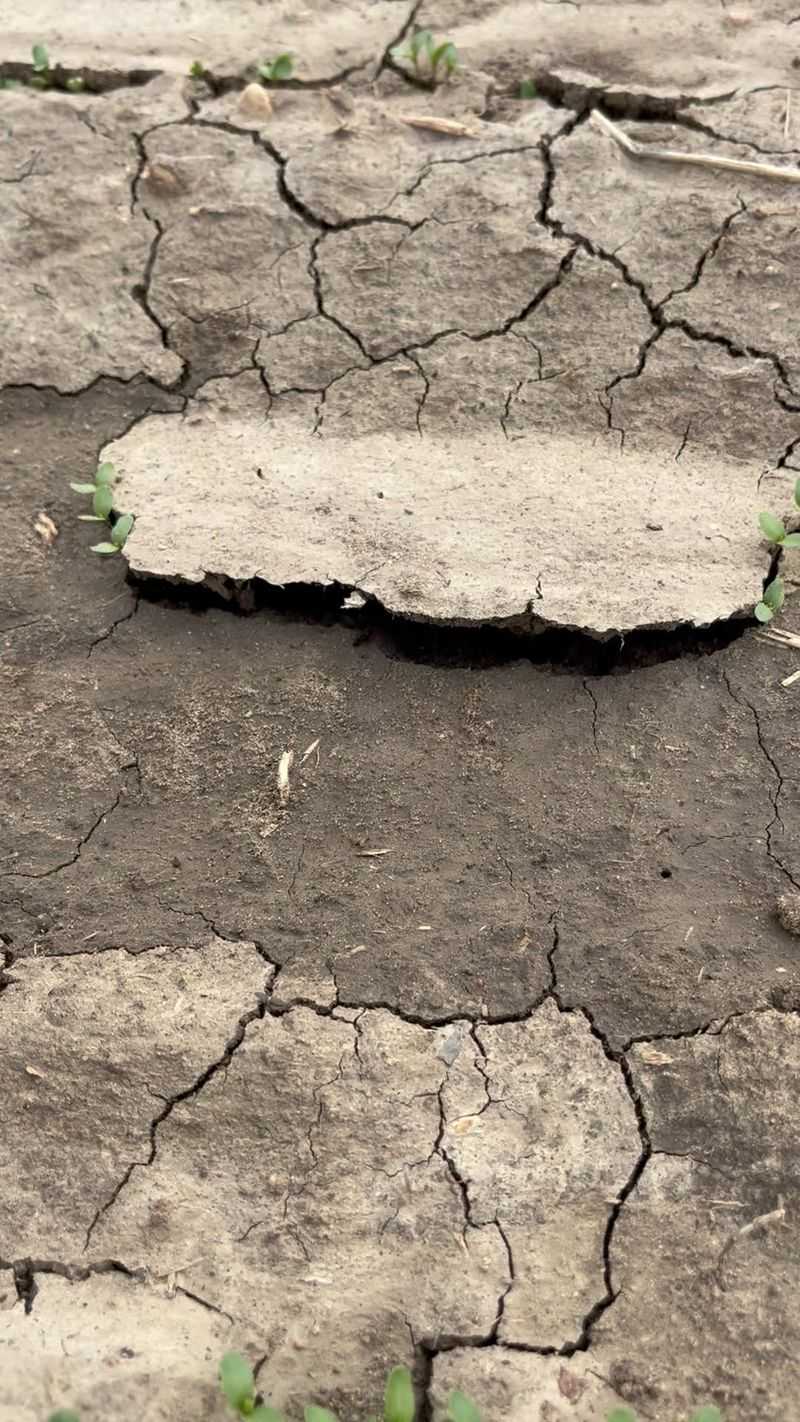 Soil Crusting