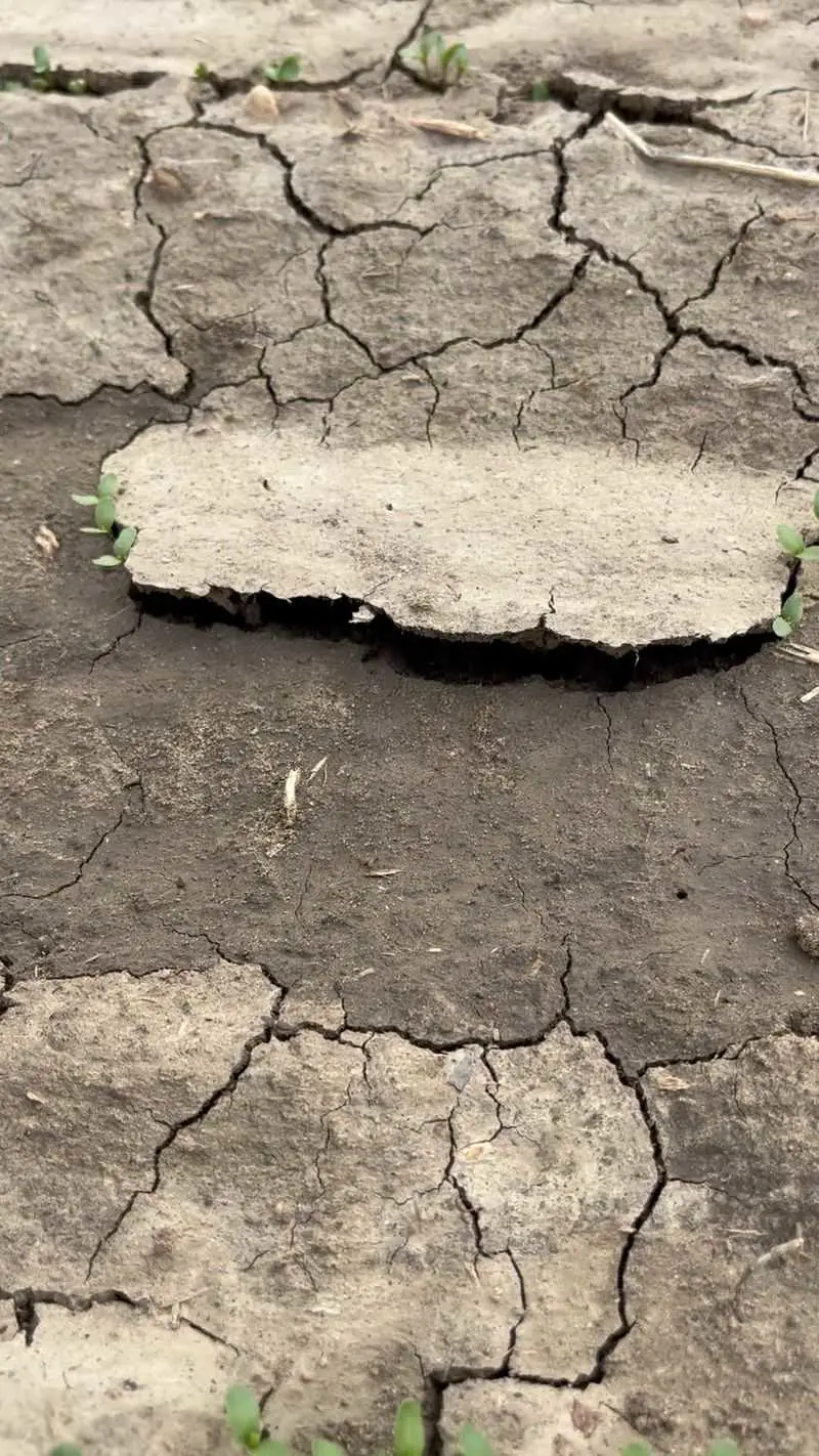 Soil Crusting