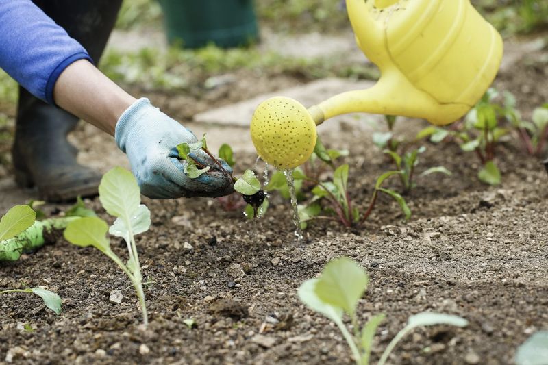 Soil Dries Out Quickly
