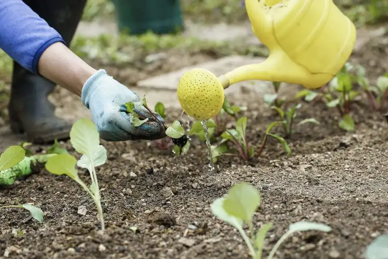 Soil Dries Out Quickly