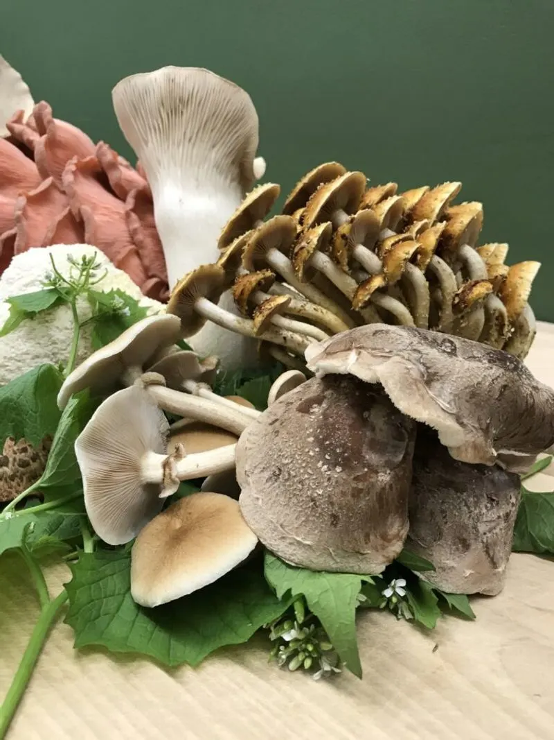 Soil Health Heroes