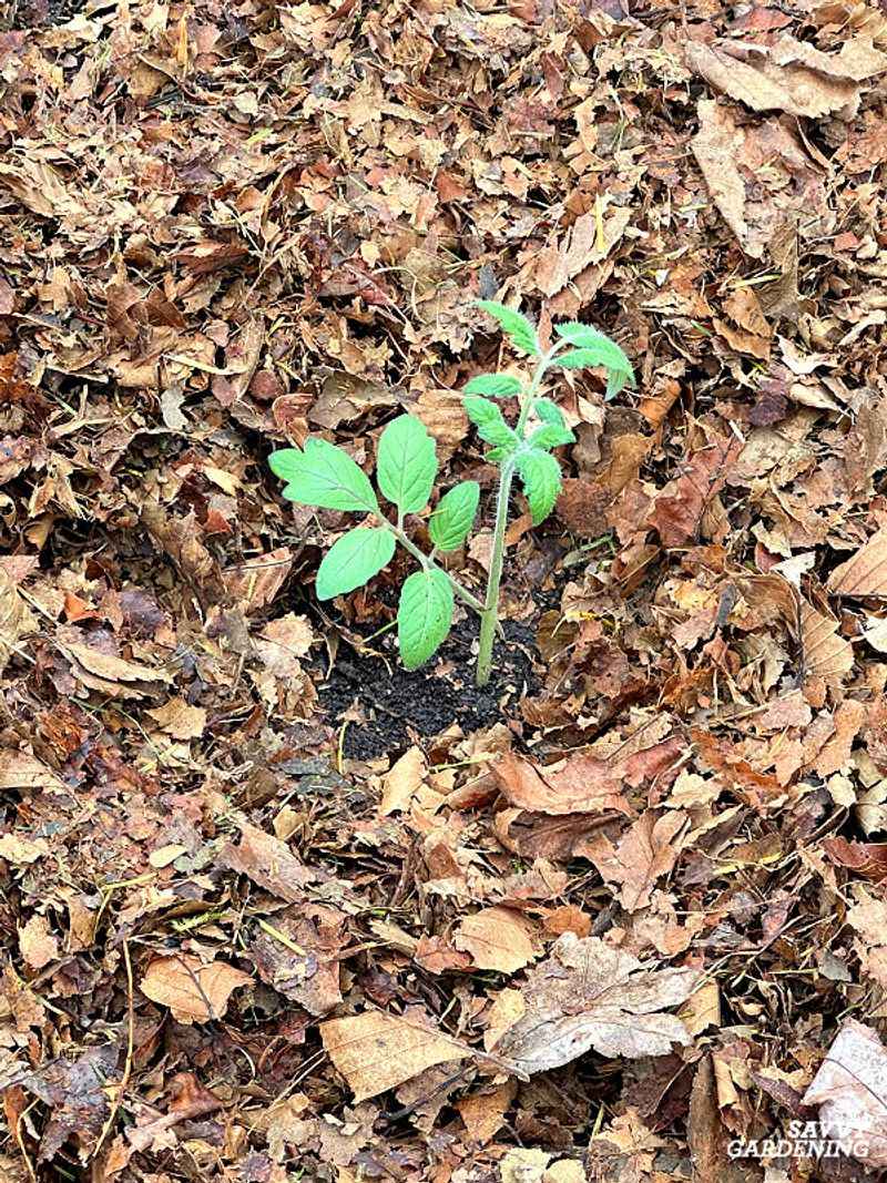 Soil Structure Improvement