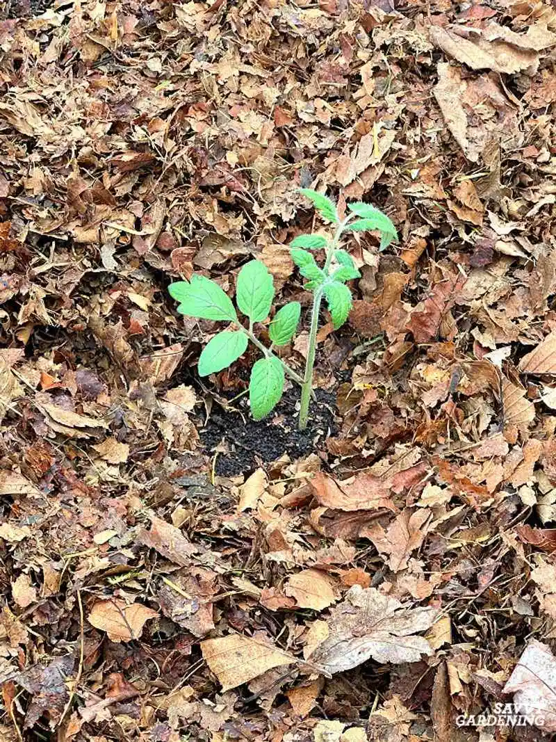 Soil Structure Improvement