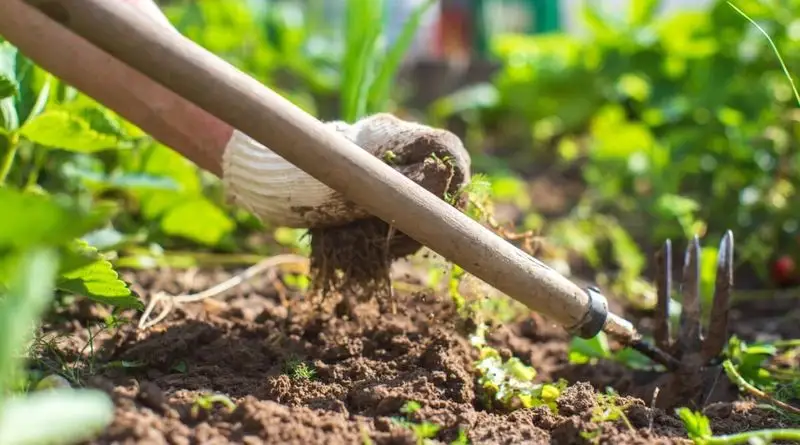 Weed Management