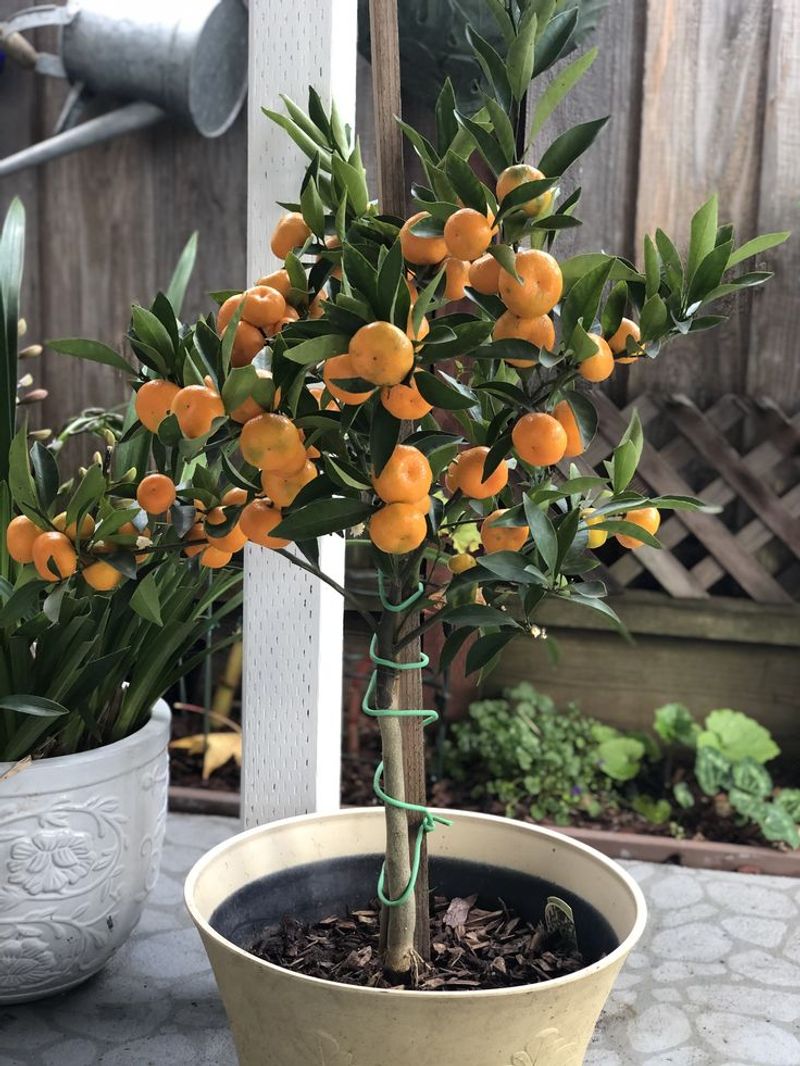 Soil and Potting Needs