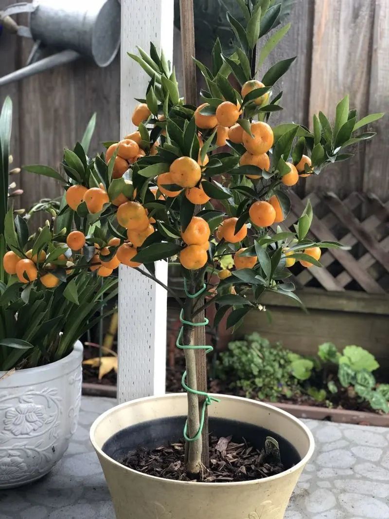 Soil and Potting Needs