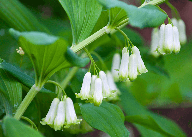 Solomon's Seal