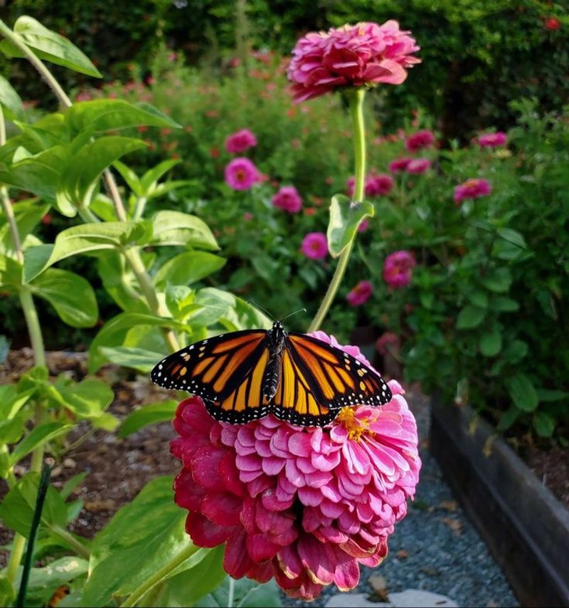 Songbirds and Butterflies