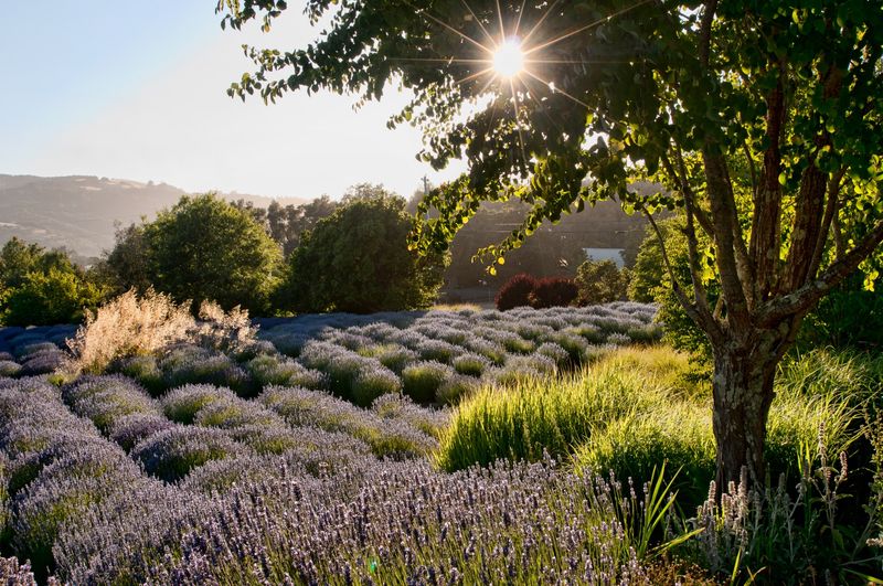 Sonoma, California, USA