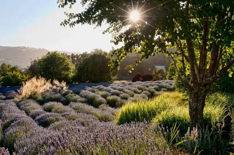 Sonoma, California, USA