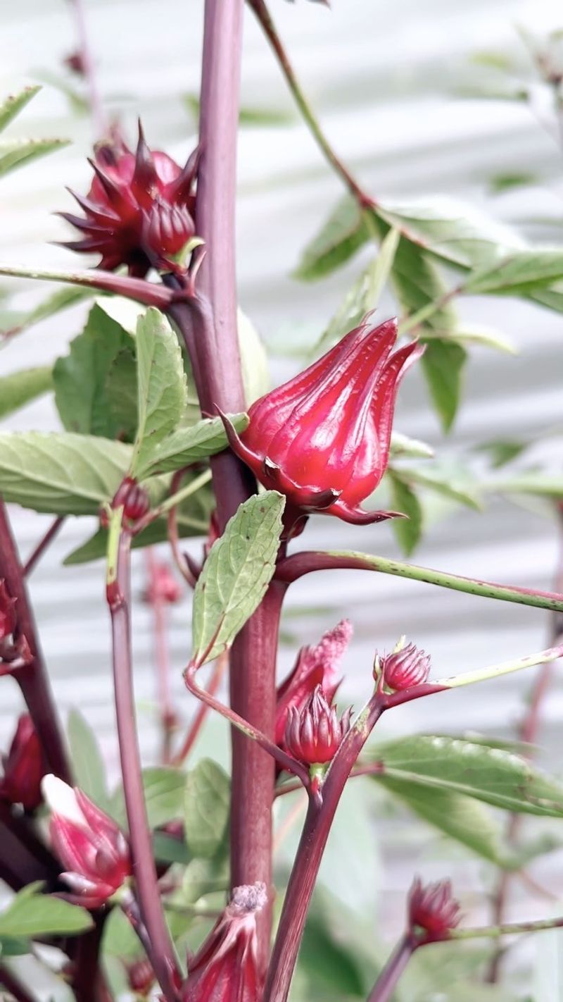 Sorrel