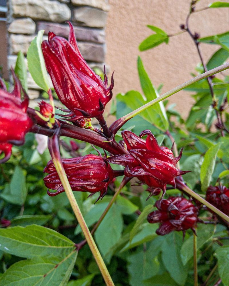 Sorrel