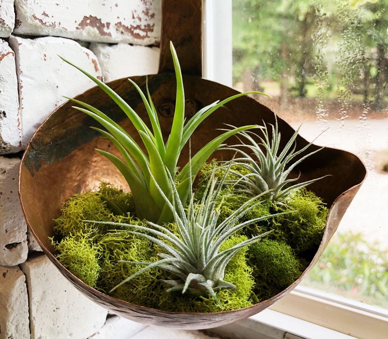 Soup Ladle Planter