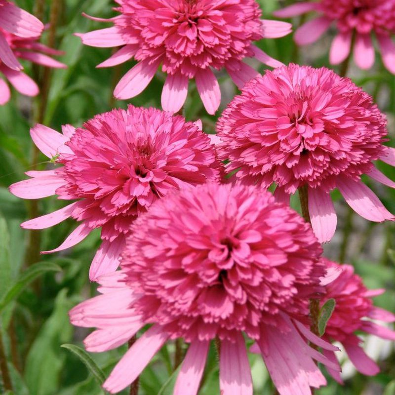 Southern Belle Coneflower