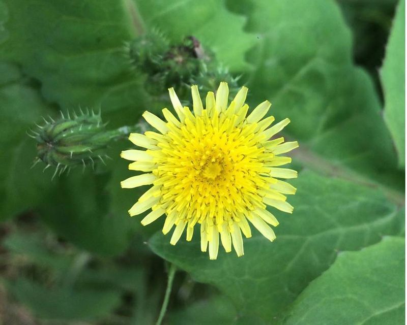 Sow Thistle