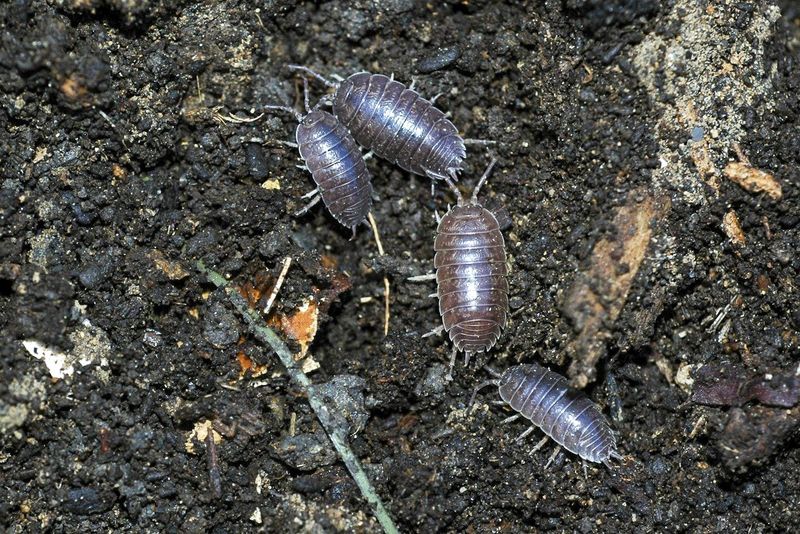 Sowbugs