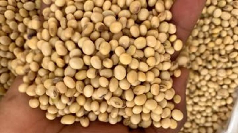 Soybean