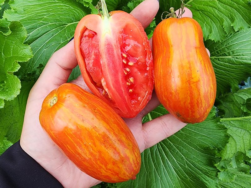 Speckled Roman Tomato