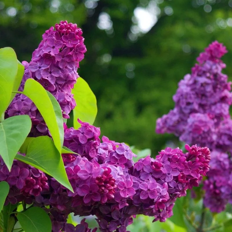 Lilac