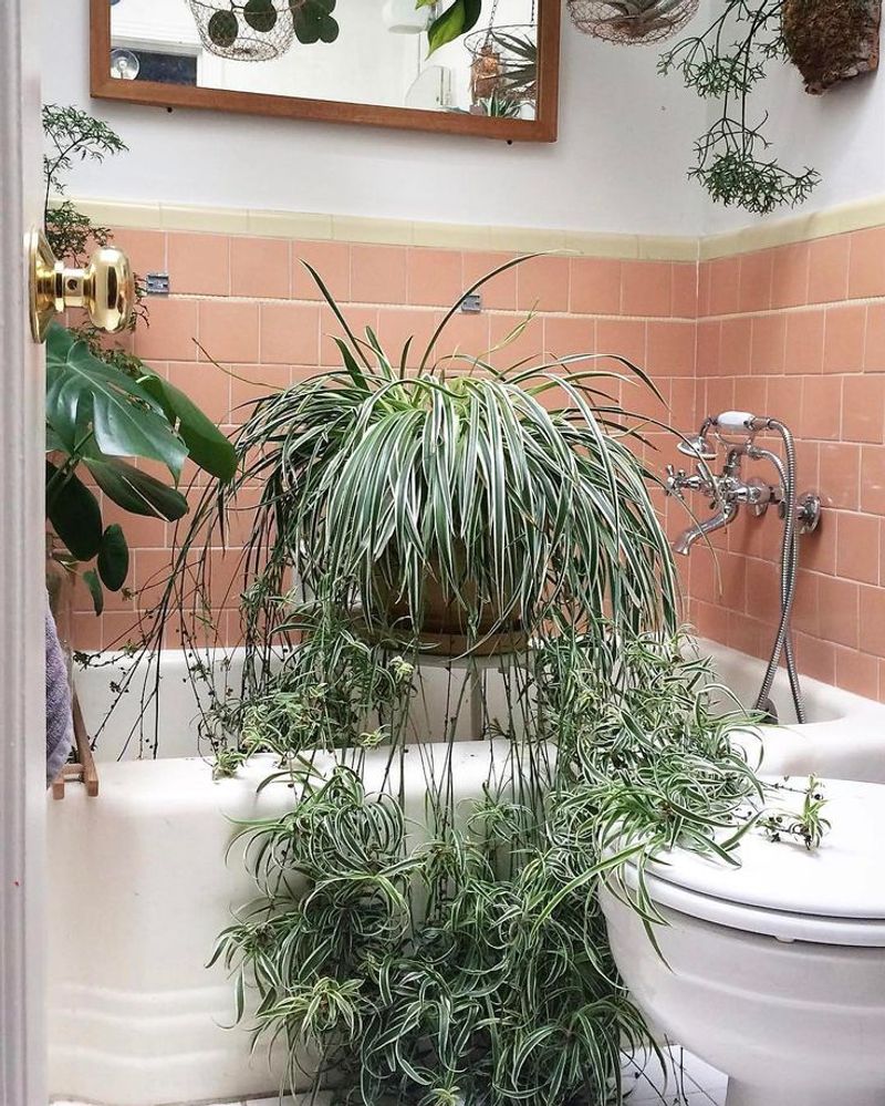 Spider Plant
