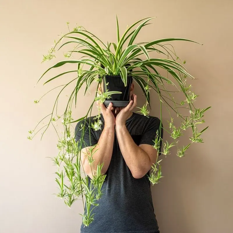 Spider Plant