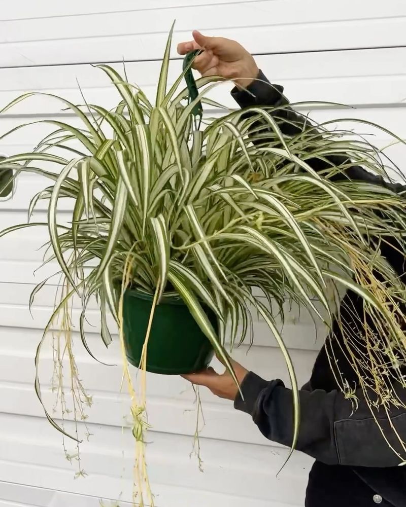 Spider Plant