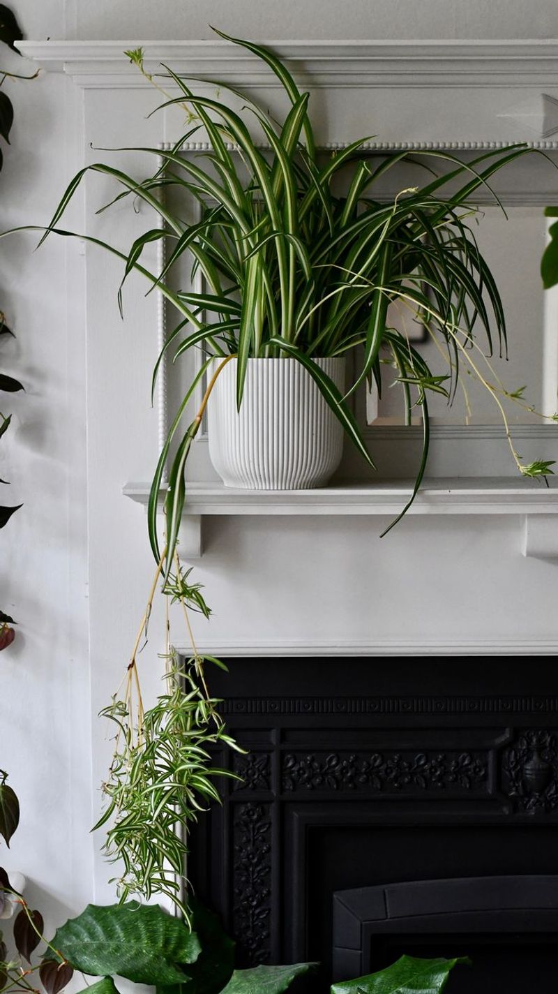 Spider Plant