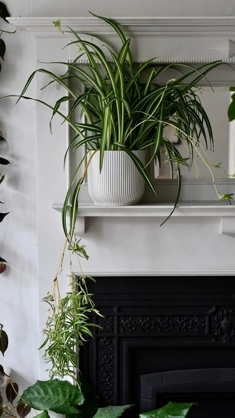 Spider Plant