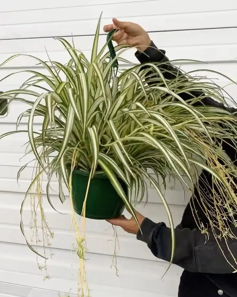 Spider Plant