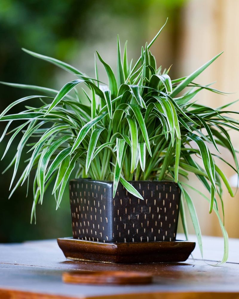Spider Plant