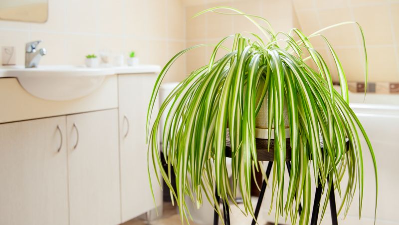 Spider Plant