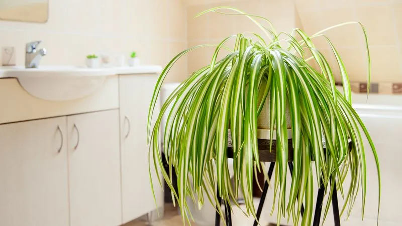 Spider Plant