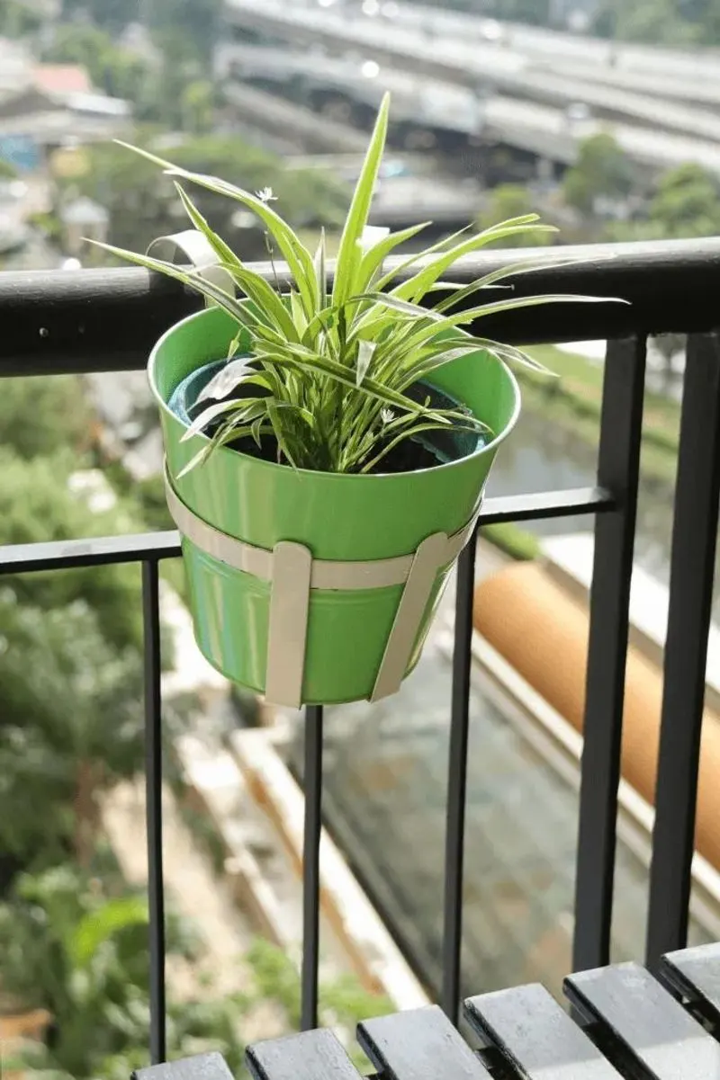 Spider Plant