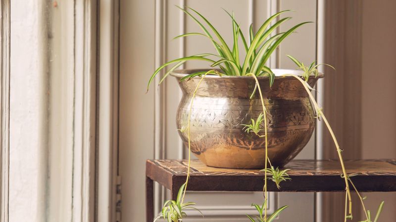Spider Plant